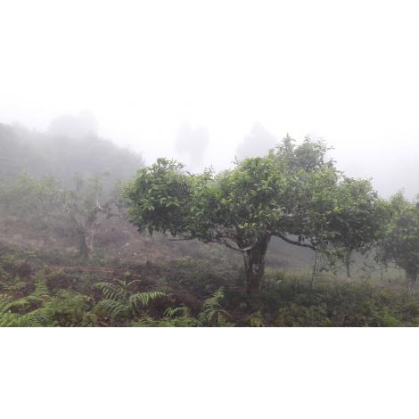 Čaj zelený Dvabzu Gruzínsko 50g