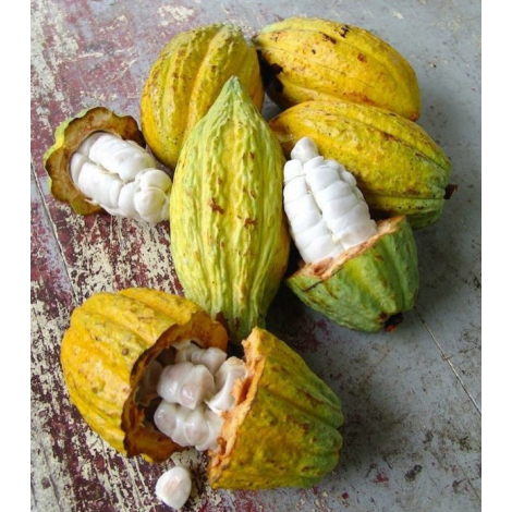 Čokoláda Bonboniéra Michel Cluizel „8 Cappuccino“