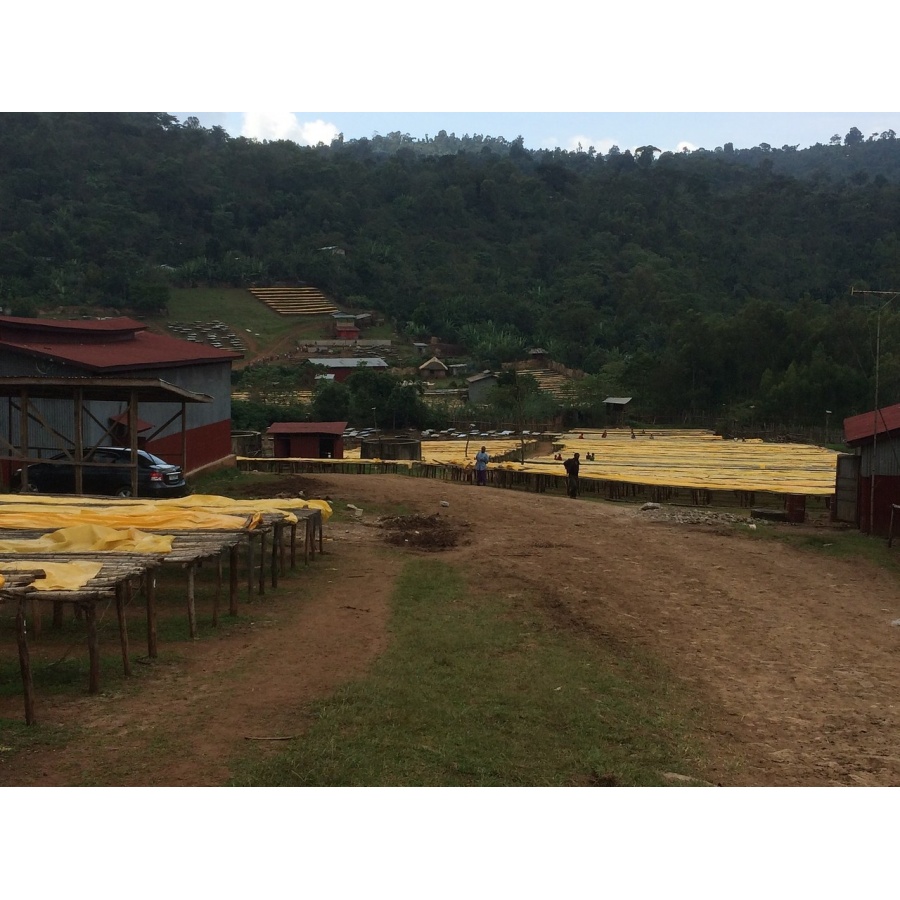 GourmetCoffee Specialty - Etiópia Chelbesa Natural 250g