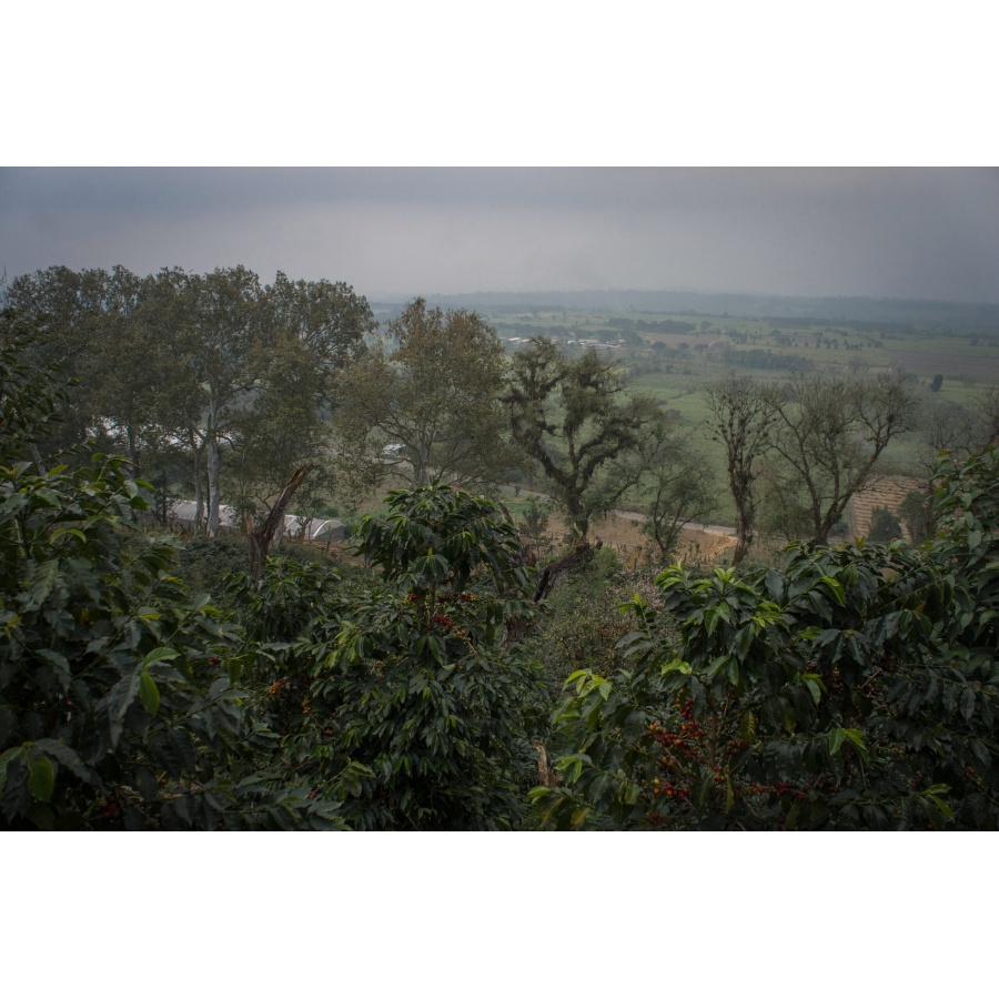 GourmetCoffee Specialty - Mexiko SV Kitos 250g