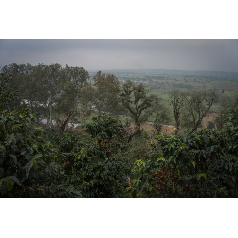 GourmetCoffee Specialty - Mexiko SV Kitos 250g