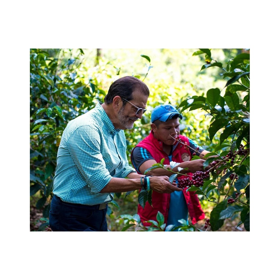 Nordbeans Panama Auromar 250g