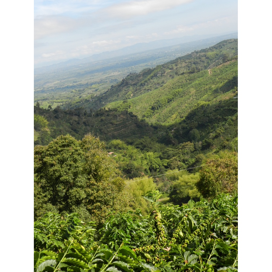 GourmetCoffee Specialty Kolumbia Tumbaga DECAF 250g