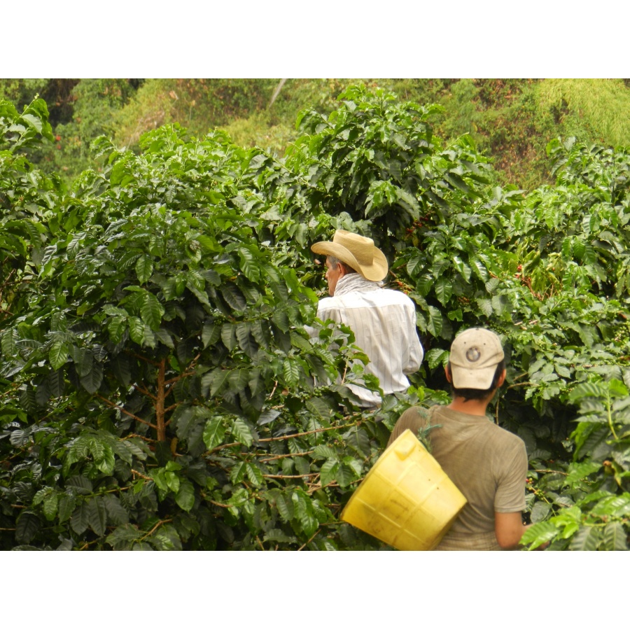 GourmetCoffee Specialty Kolumbia Tumbaga DECAF 250g