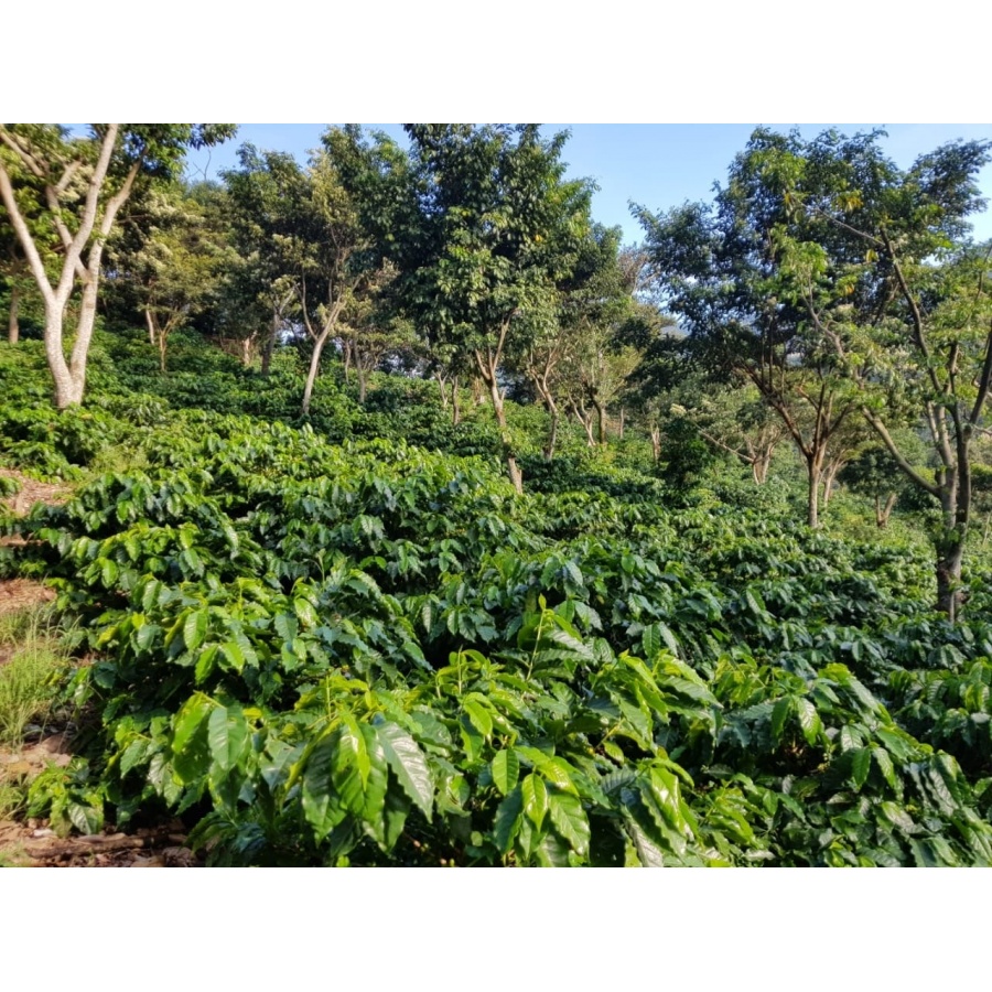 GourmetCoffee Specialty - Salvador V. Hermosa Anaerobic 250g