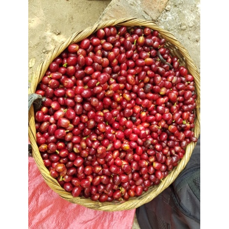 GourmetCoffee Specialty - Salvador V. Hermosa Anaerobic 250g