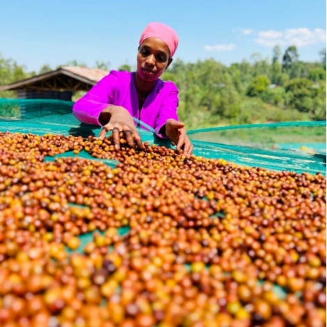 Nordbeans Etiópia FUNKY 250g