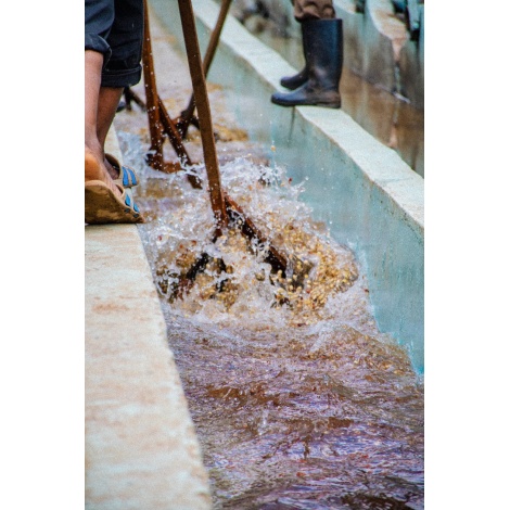 GourmetCoffee Specialty Keňa Baragwi - Guama AA 250g