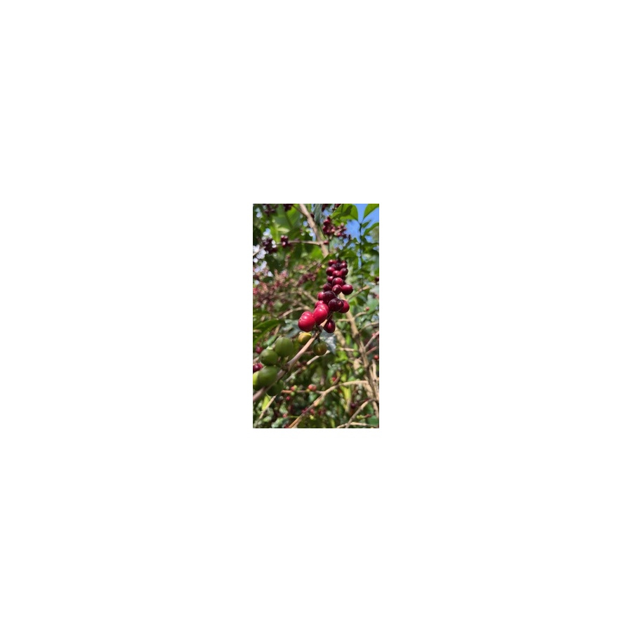 GourmetCoffee Specialty Ethiopia Uraga 250g