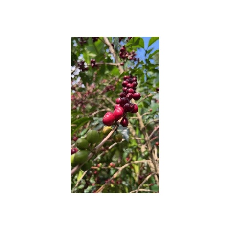 GourmetCoffee Specialty Etiópia Uraga 250g