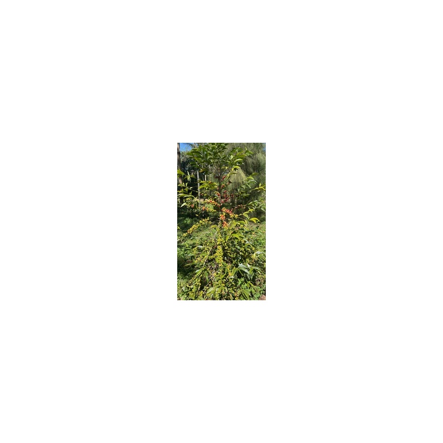 GourmetCoffee Specialty Ethiopia Uraga 250g