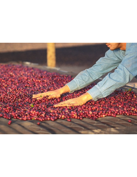 GourmetCoffee Specialty Brazil Freitas ESP 250g