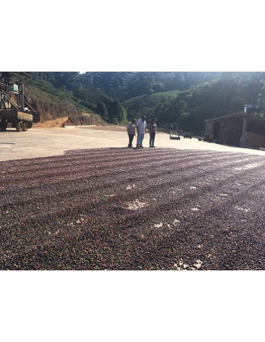 GourmetCoffee Specialty Brazil Freitas ESP 250g