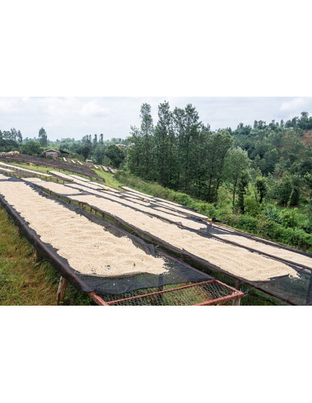 GourmetCoffee Specialty - Keňa Nyeri 250g