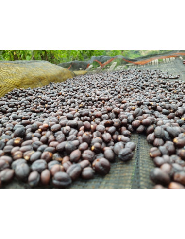 GourmetCoffee Specialty Ethiopia Dambi Natural 250g