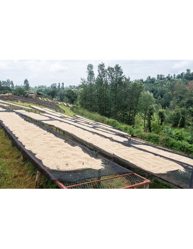 GourmetCoffee Specialty - Keňa Nyeri 250g