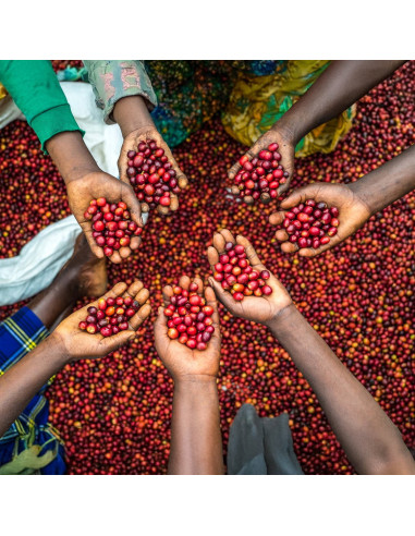 Nordbeans Funky Filtr Uganda 250 g káva v zrnách