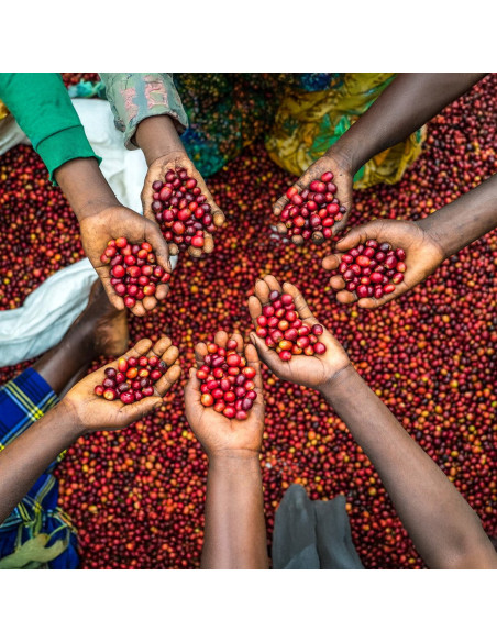 Nordbeans Funky Filtr Uganda 250 g káva v zrnách
