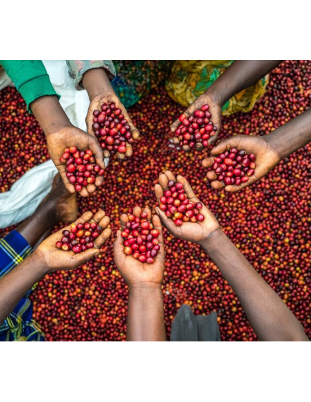 Nordbeans Funky Uganda Rwenzori 250 g