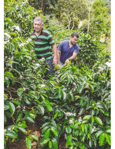 Káva Francin Kolumbia Finca La Providencia De Jeshua 250 g