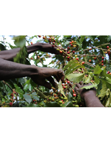GourmetKáva Specialty - Kenya Kiri  ESP 250g