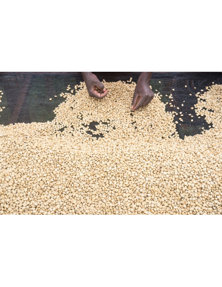 GourmetKáva Specialty – Kenya Kiri ESP 250 g