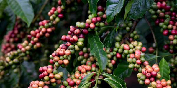 Ako a kde sa káva pestuje?