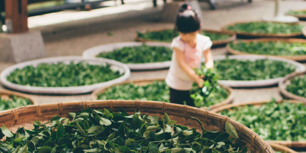 Zelený čaj - poznáte jeho účinky?