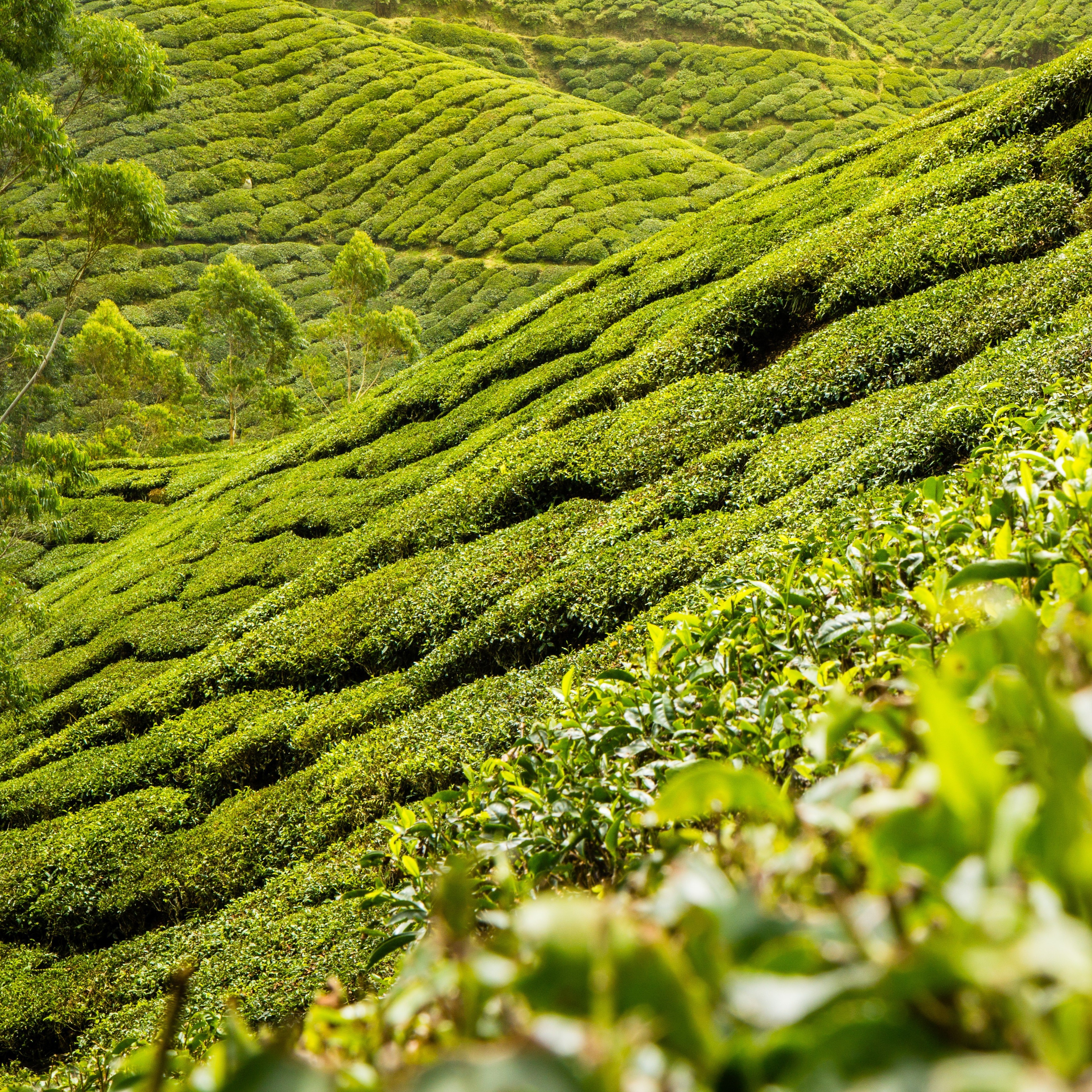 Ako vybrať zelený čaj