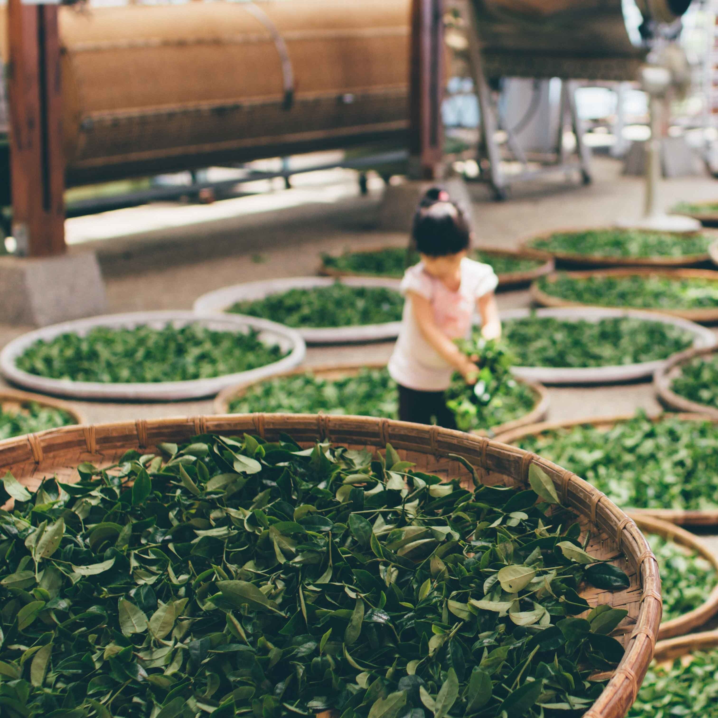 Zelený čaj - poznáte jeho účinky?